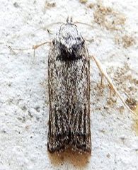 Menestomorpha oblongata