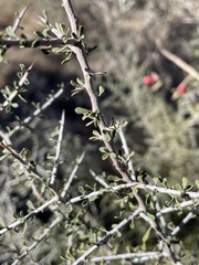 Condalia spathulata