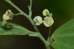 Cocculus diversifolius