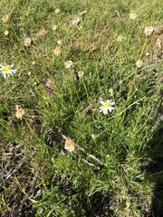 Lasiospermum bipinnatum