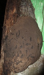 Nasutitermes corniger