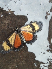 Actinote