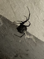 Latrodectus hesperus