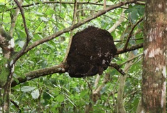 Nasutitermes corniger