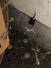 Latrodectus hesperus