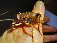 Deinacrida tibiospina