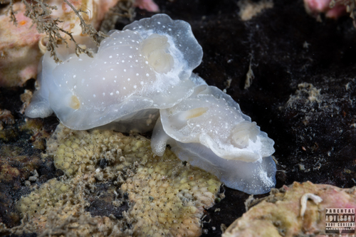 Angular Seaslug