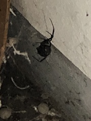 Latrodectus hesperus