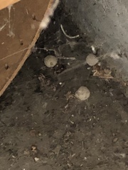 Latrodectus hesperus