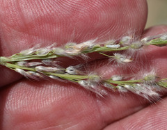 Digitaria leucostachya