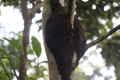 Nasutitermes corniger
