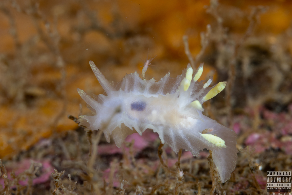 Lophodoris danielsseni