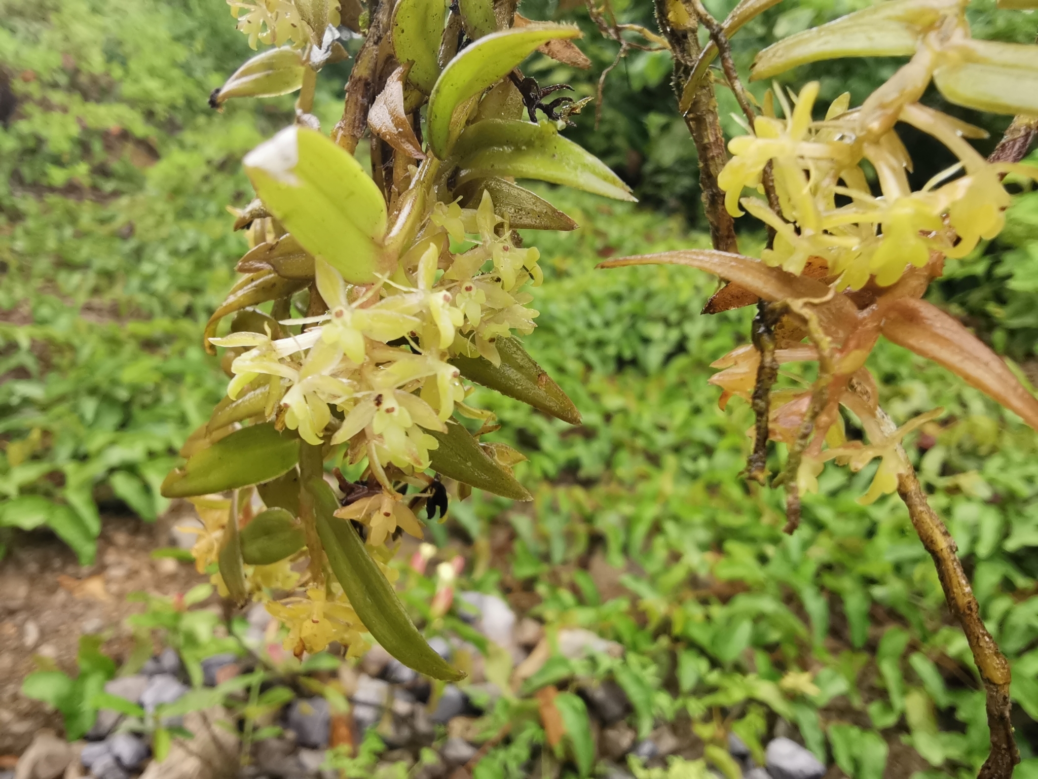 Epidendrum milenae Dodson & R.Vásquez