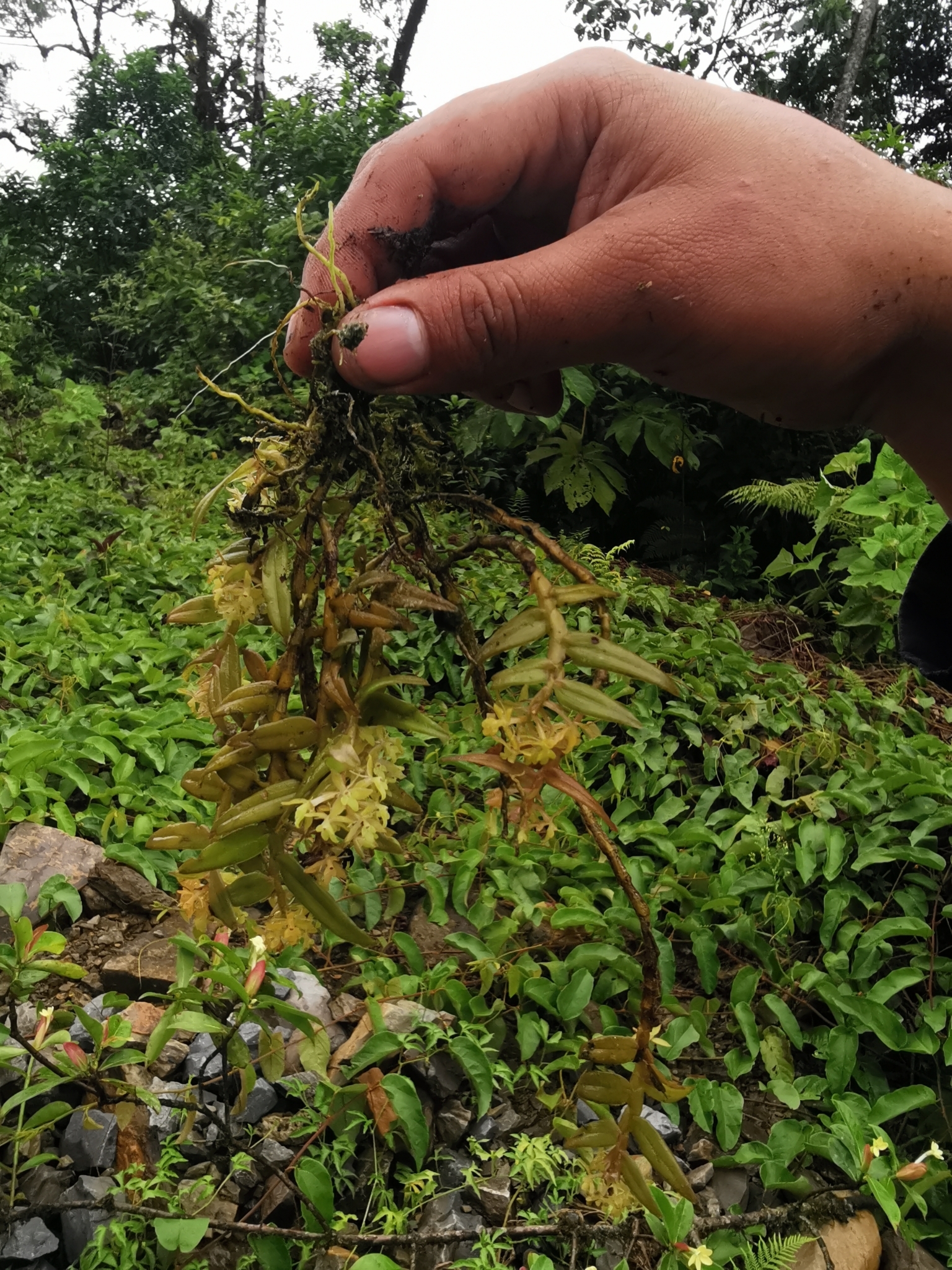 Epidendrum milenae Dodson & R.Vásquez 2