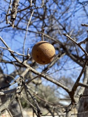 Disholcaspis pruniformis