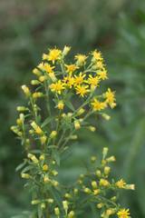 Solidago porteri