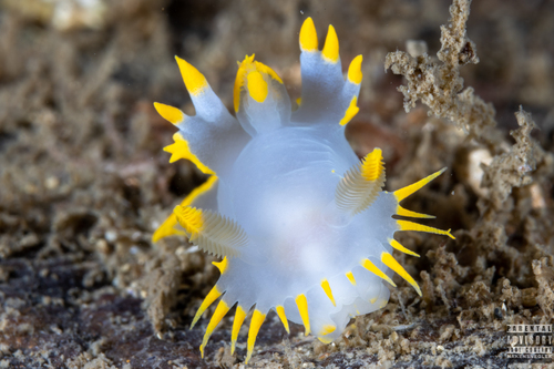 Polycera faeroensis