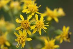 Solidago porteri