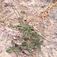 Boerhavia gracillima