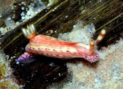 Hypselodoris paradisa