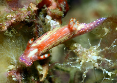Hypselodoris paradisa