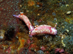 Hypselodoris paradisa