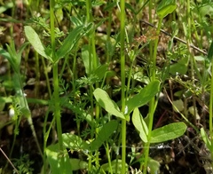 Plectritis macrocera