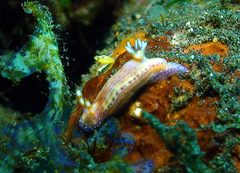 Hypselodoris paradisa