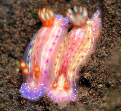 Hypselodoris paradisa