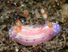 Hypselodoris paradisa