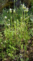 Plectritis macrocera