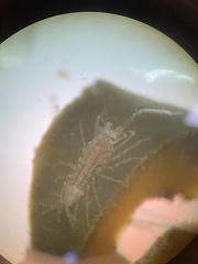 Ianiropsis serricaudis