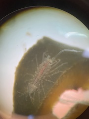 Ianiropsis serricaudis