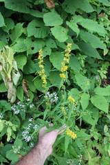 Solidago lancifolia