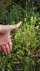 Plectritis macrocera