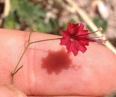 Boerhavia gracillima
