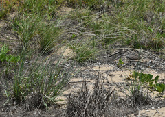 Digitaria leucostachya