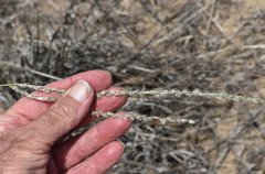 Digitaria leucostachya