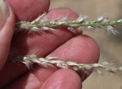 Digitaria leucostachya