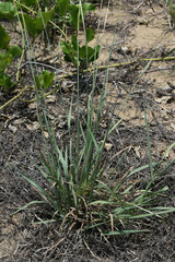 Digitaria leucostachya