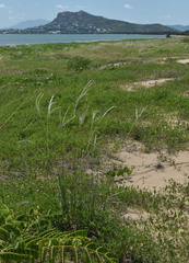 Digitaria leucostachya