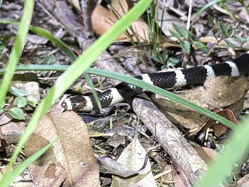 Eastern Bandy Bandy sighting