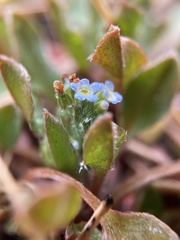 Trigonotis peduncularis