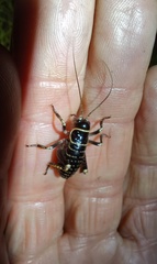 Deinacrida tibiospina