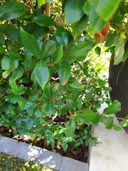 Nyctemera annulata × amicus