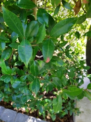 Nyctemera annulata × amicus