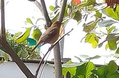 Turdus grayi