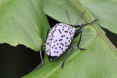 Cypherotylus impressopunctatus