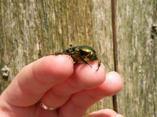 European Rose Chafer, Apeldoorn West, Apeldoorn, Netherlands, photo 7 of 10