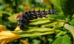 Euphydryas chalcedona